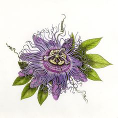 a drawing of a purple flower with green leaves