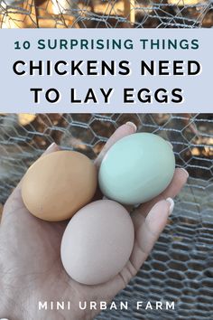 someone holding three eggs in their hand with the words 10 surprising things chickens need to lay eggs