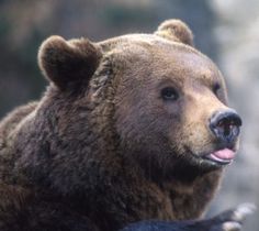 a large brown bear standing on its hind legs