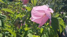 pink flowers blooming on the side of a wooden fence in front of green foliage