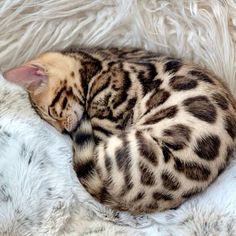 a cat curled up sleeping on top of a fluffy white fur covered bed with it's eyes closed