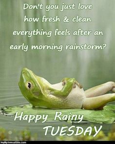 a frog laying on top of a lily pad with the caption happy rainy tuesday