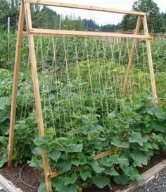 a garden with lots of plants growing in the ground next to a wooden trellis