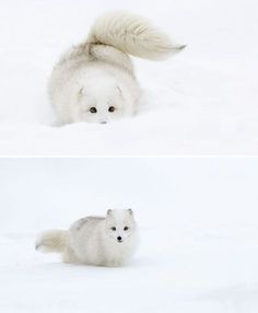 two pictures of an arctic fox in the snow