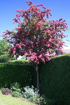 a pink tree in the middle of a green yard next to a fence and bushes