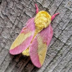 a pink and yellow moth sitting on top of a piece of wood