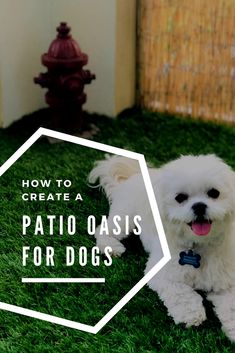 a small white dog sitting in the grass with text overlay that reads how to create a patio oasis for dogs