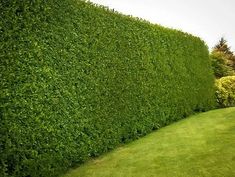 a large green hedge is next to a bench