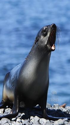 a sea lion yawns on the rocks by the water