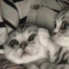 two kittens playing with each other while laying on top of a bed and looking at the camera