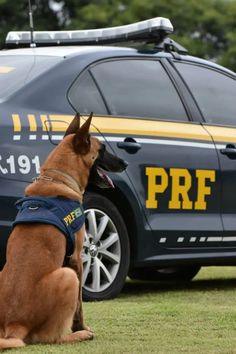 a brown dog sitting on top of a grass covered field next to a police car