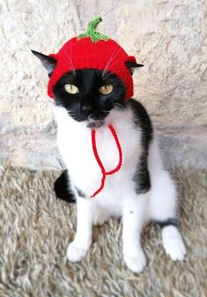 a black and white cat wearing a red hat