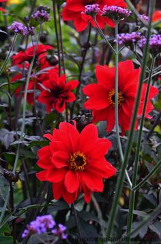 red and purple flowers in a garden