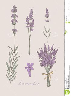 lavender flowers on a white background