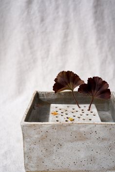 a plant is growing out of a concrete container that has holes in the bottom and leaves sticking out of it