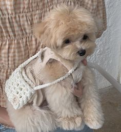 a small white dog sitting on top of someone's lap wearing a sweater and jeans