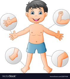 a boy with different body parts on white background