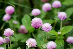 small purple flowers with green leaves in the foreground and on the far side, there is no image to describe