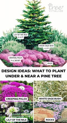 different types of plants and flowers in the garden with text overlaying them that says design ideas what to plant under & near a pine tree