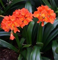 two orange flowers are in the middle of some green leaves