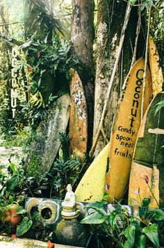 there are many surfboards in the woods