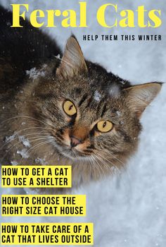 the front cover of a magazine with a cat looking at the camera and snow on it