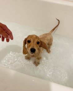 a small brown dog standing in a bathtub next to a person's hand