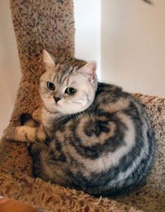 a cat laying on top of a scratching tower