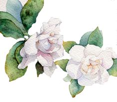 watercolor painting of two white roses with green leaves