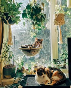 two cats laying in a hammock on a window sill next to potted plants