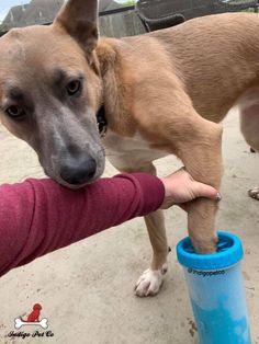 a dog standing on top of a person's leg while holding onto a blue cup