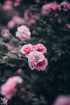 pink flowers are blooming in the garden