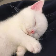 a white kitten sleeping on top of a blue blanket