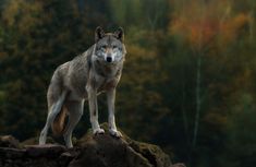 a lone wolf standing on top of a rock