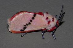 a pink and black insect with spots on it's wings