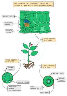 an image of the plant life cycle with labels on each side and labeled parts labelled below