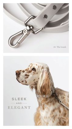 Save 10% on Our Walk Suite Bundle Luxurious Product Photography, Pet Product Photography, Dog Product Photography, Puppy Items, Dog Collar Pattern, Pet Branding, Service Dogs Gear