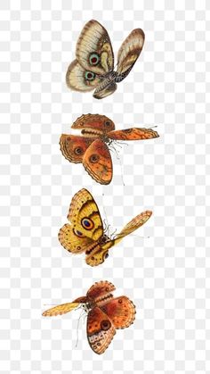 three butterflies flying in the air with their wings spread out, and one is upside down