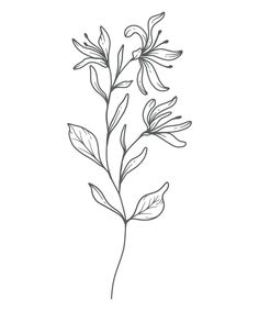 Honeysuckle Outline, June Birth Month Flower, Flower Drawing Easy, Flower Vine Tattoos, Line Art Botanical, Black Line Tattoo, June Flower, Flower Tattoo Drawings