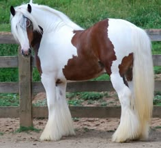 a brown and white horse standing next to a wooden fence