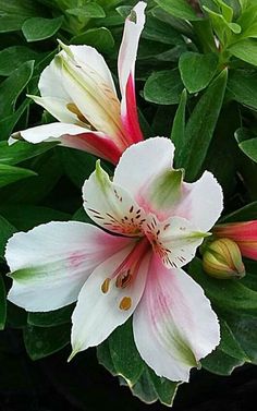 two white and pink flowers with green leaves