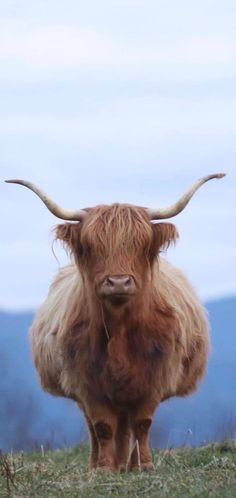 an animal with long horns standing on top of a grass covered hill in front of mountains