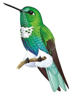 a drawing of a green hummingbird sitting on a branch with its beak pointed up