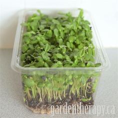 small green plants are in a plastic container