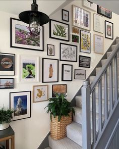 a staircase with pictures on the wall and a plant in a basket next to it