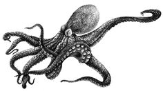 an ink drawing of an octopus with its tentacles curled up and eyes open, on a white background