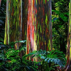 colorful trees in the forest with lots of green and red paint all over their trunks