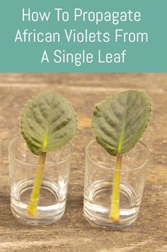 two glasses with leaves sticking out of them and the words how to propagate african violets from a single leaf