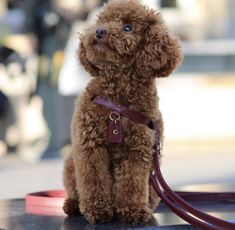 a brown poodle sitting on top of a table next to a leashed dog