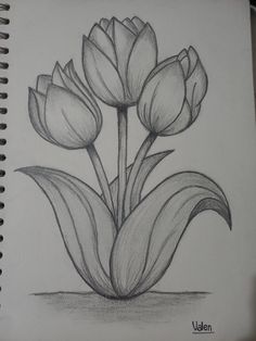 a pencil drawing of three tulips in a vase